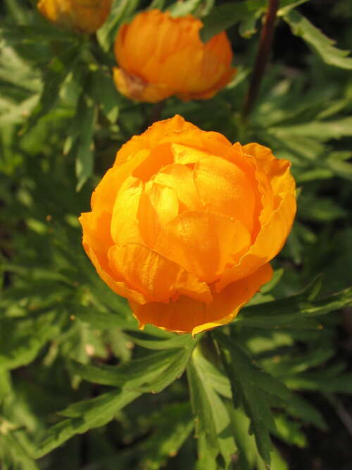 Bild von Trollius x-cult. Baudirekt. Linne