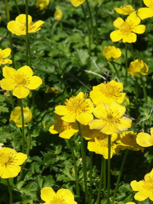 Bild von Zwergige Himalaja-Trollblume