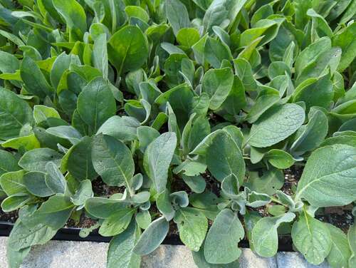 Bild von Seidige Garten-Königskerze