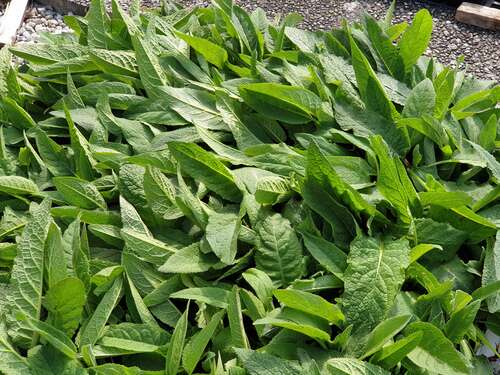 Bild von Verbascum chaixii Album