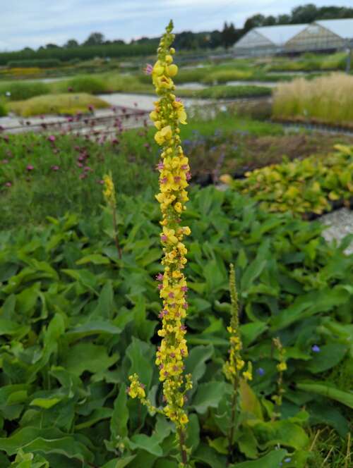 Bild von Verbascum nigrum