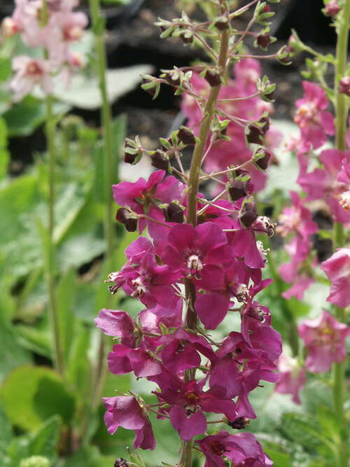 Bild von Verbascum phoeniceum