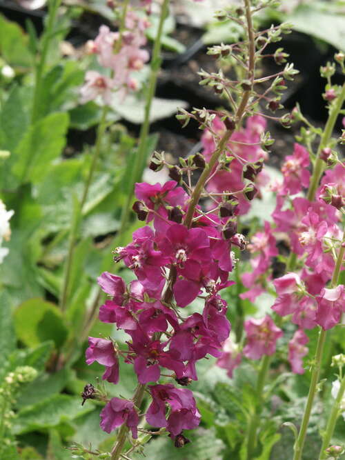 Bild von Verbascum phoeniceum Violetta