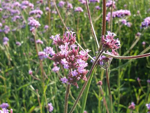 Bild von Argentinisches Eisenkraut
