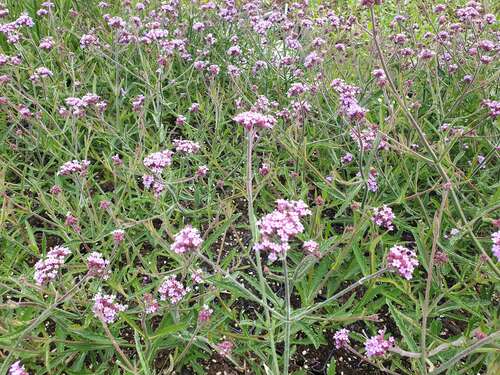 Bild von Verbena bonariense Lollipop