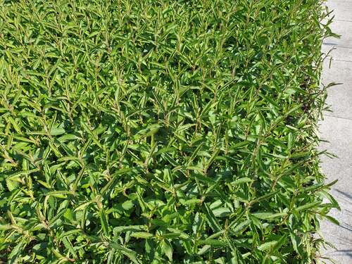 Bild von Verbena bonariense Violet Blue