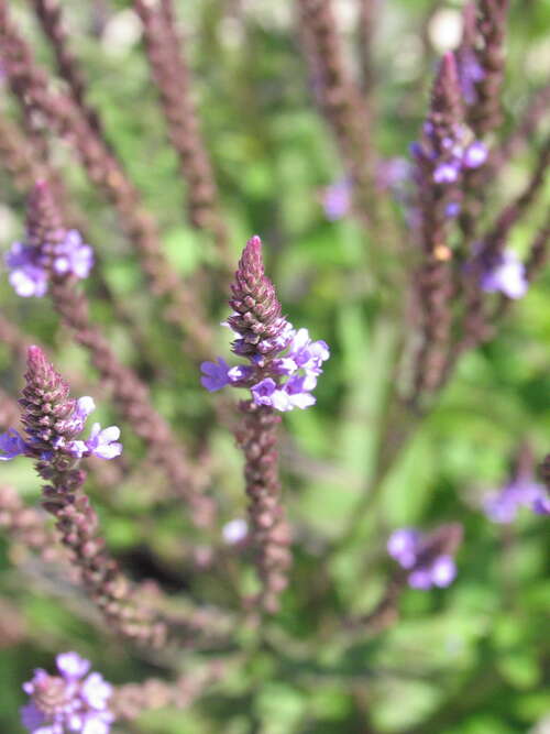 Bild von Lanzen-Eisenkraut