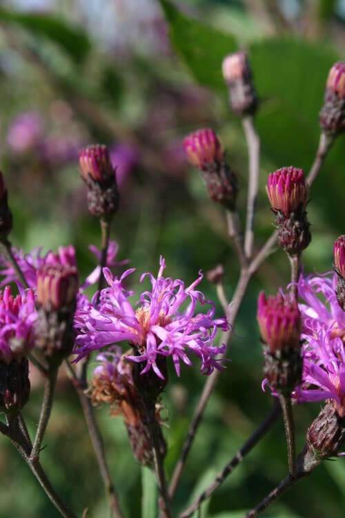 Bild von Arkansas-Scheinaster