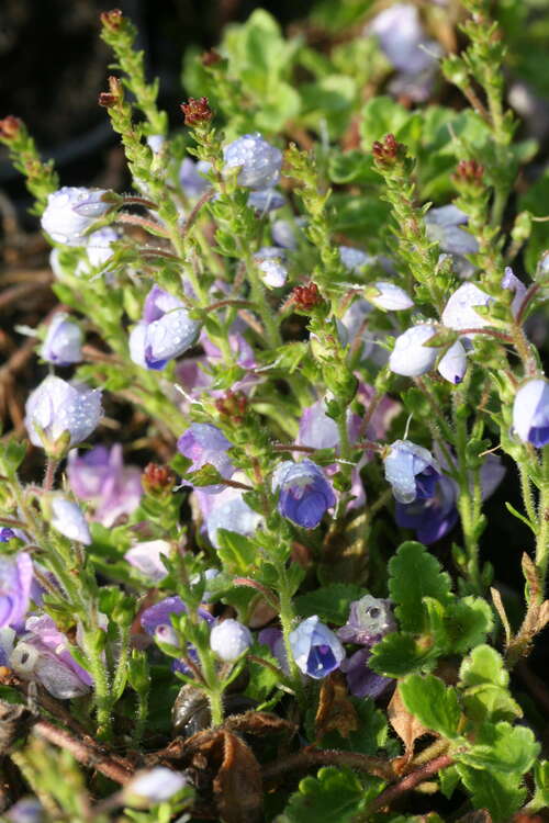 Bild von Garten-Ehrenpreis