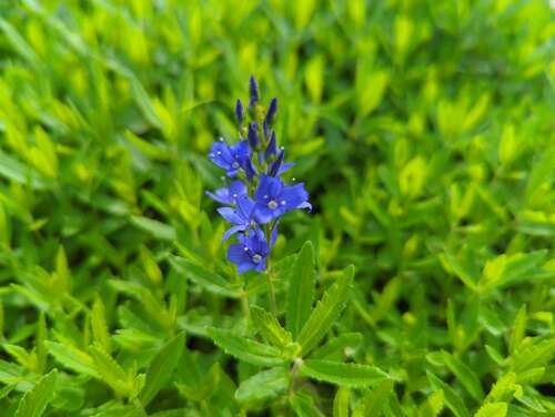 Bild von Veronica austriaca Kapitän