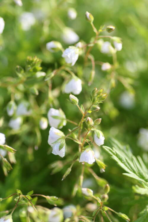 Bild von Garten-Ehrenpreis