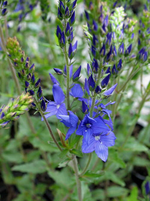 Bild von Veronica austriaca Knallblau