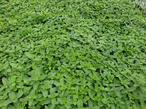 Bild von Veronica austriaca Royal Blue