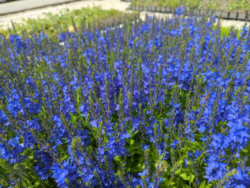 Bild von Veronica austriaca Azurit