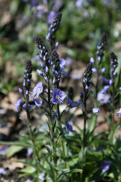 Bild von Veronica gentianoides Maihimmel