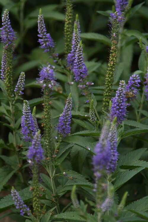 Bild von Veronica longifolia