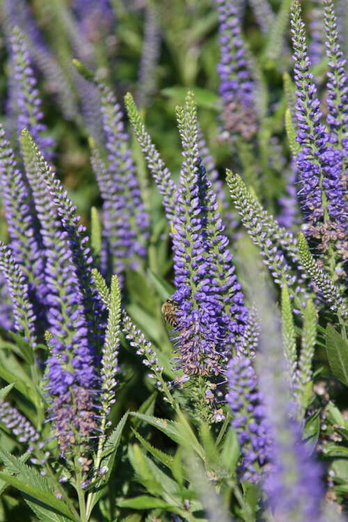 Bild von Veronica longifolia Blauriesin