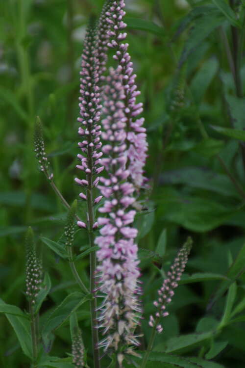 Bild von Veronica longifolia Pink Damask