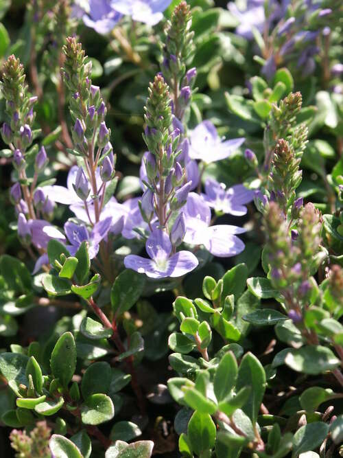 Bild von Veronica liwanensis