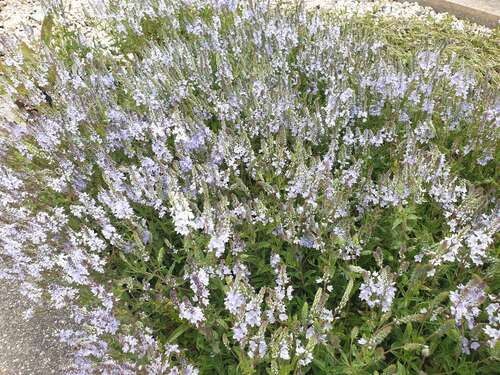 Bild von Liegender Ehrenpreis