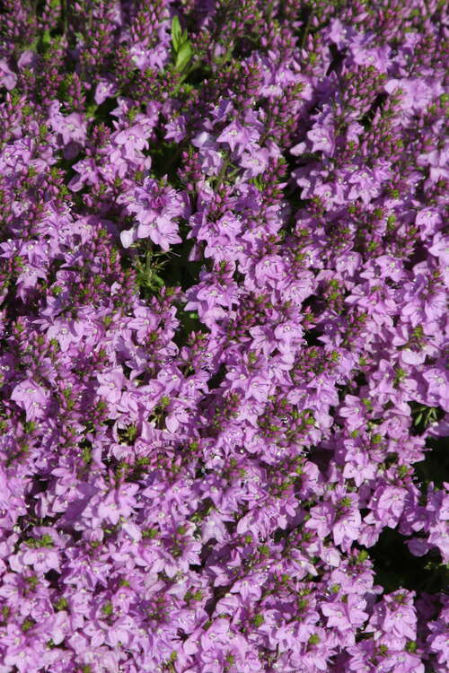 Bild von Liegender Ehrenpreis