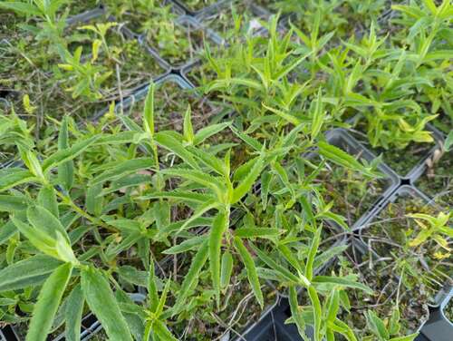 Bild von Veronica spicata Alba