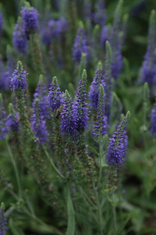 Bild von Veronica spicata Blaufuchs