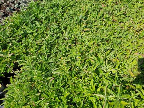 Bild von Veronica spicata ssp-incana