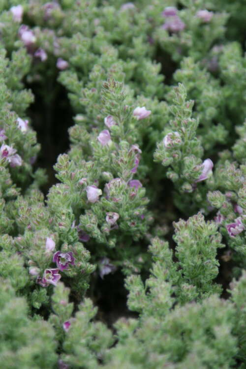 Bild von Filziger Ehrenpreis