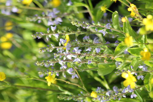 Bild von Echter-Ehrenpreis