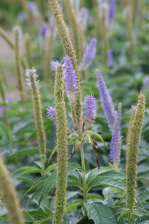 Bild von Kandelaber-Ehrenpreis
