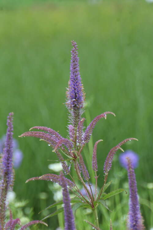 Bild von Veronicastrum sibiricum Amethyst