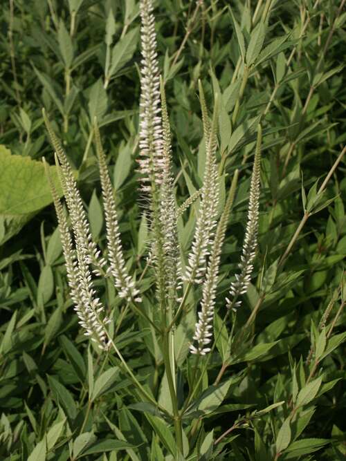 Bild von Kandelaber-Ehrenpreis