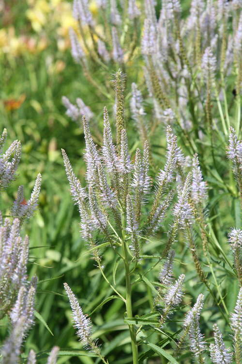 Bild von Veronicastrum virginicum Lavendelturm