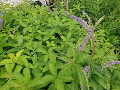 Bild von Veronicastrum virginicum Okamoto