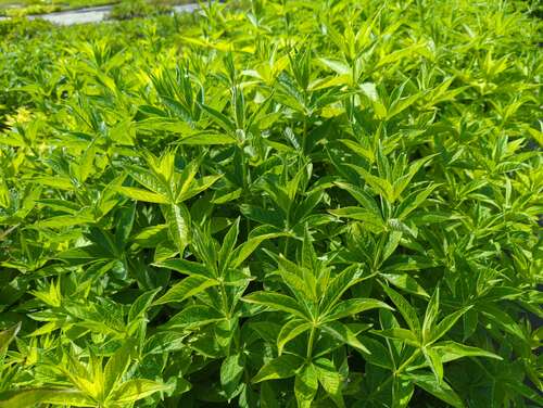 Bild von Veronicastrum virginicum White Apollo