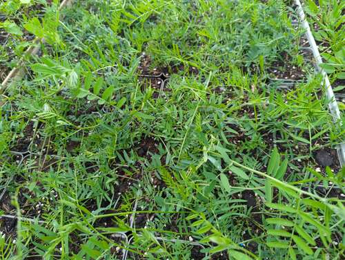 Bild von Vicia cracca agg