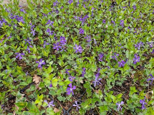 Bild von Vinca balcanica