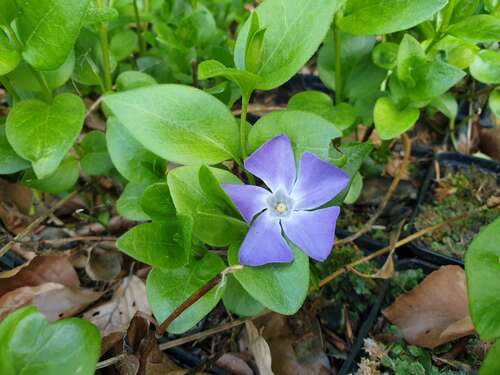 Bild von Vinca major