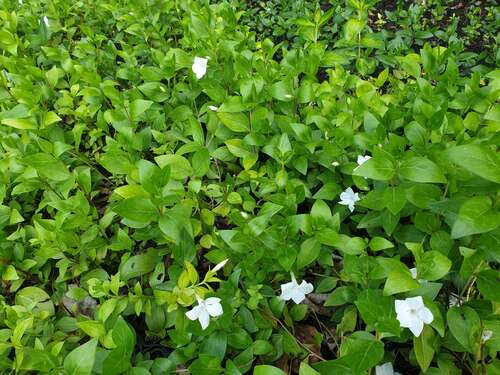 Bild von Vinca major Alba