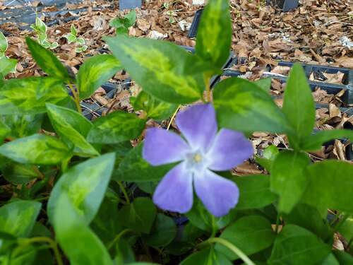 Bild von Vinca major Marginata