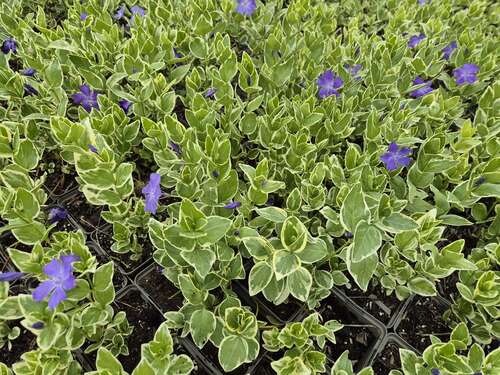 Bild von Großblättriges Immergrün