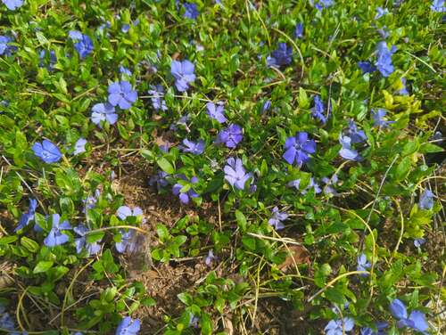 Bild von Vinca minor Anna