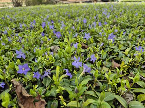 Bild von Vinca minor 8-11Tr.