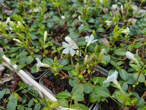 Bild von Vinca minor Alba