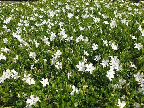 Bild von Kleines Immergrün