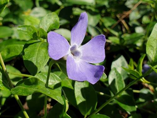 Bild von Kleines Immergrün