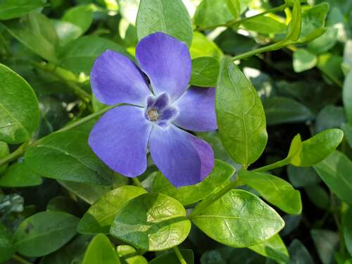 Bild von Vinca minor Marie