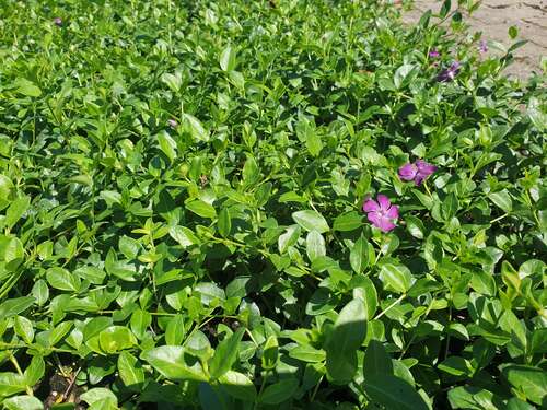 Bild von Vinca minor Rubra