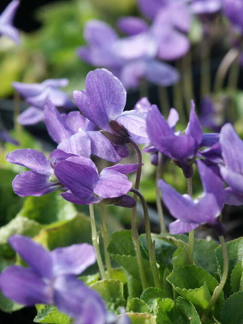 Bild von Viola odorata